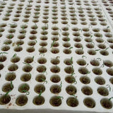 50pcs grow plug a pack Grodan
