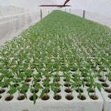 50pcs grow plug a pack Grodan