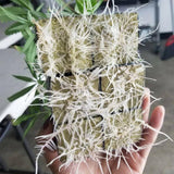 50/100pcs a sheet Soilles Plantin Sponge planting grow Grodan