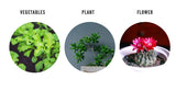 Indoor Plant Lamp